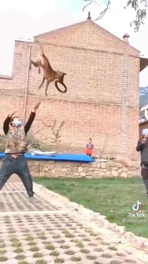 Dog big jump