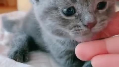 CUTE KITTEN MEOWING SO CUTEEEEEEEEEE