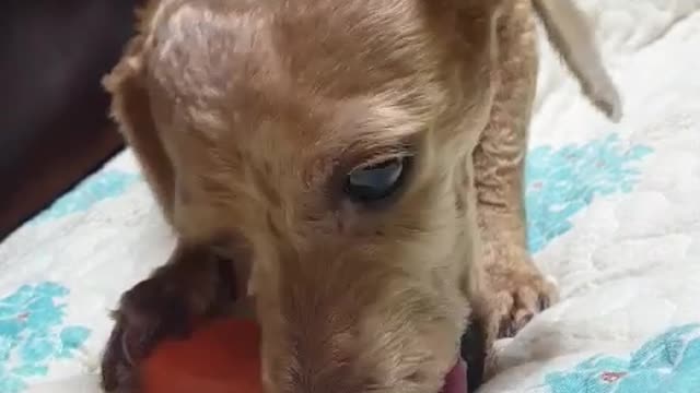 a carrot-eating puppy