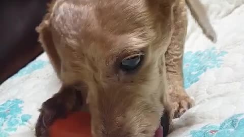 a carrot-eating puppy