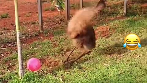 Funny animals video