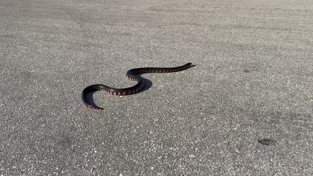 Viva Family Father & Son Snake Rescue