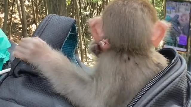 Baby monkey eating