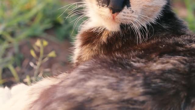 Close Up Video of a Cat