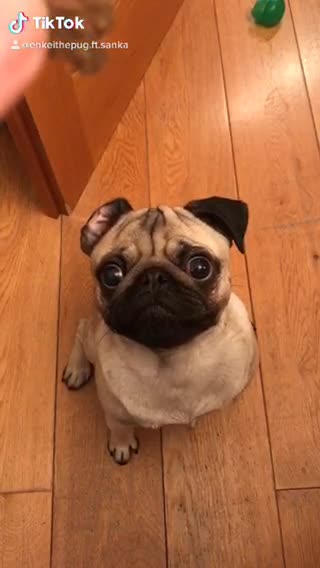 Impatient Pug snatches treat
