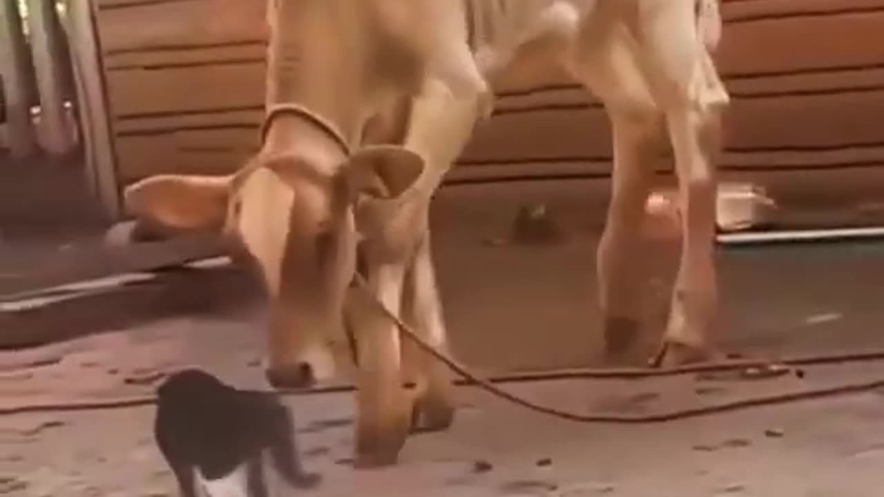 Cat attitude