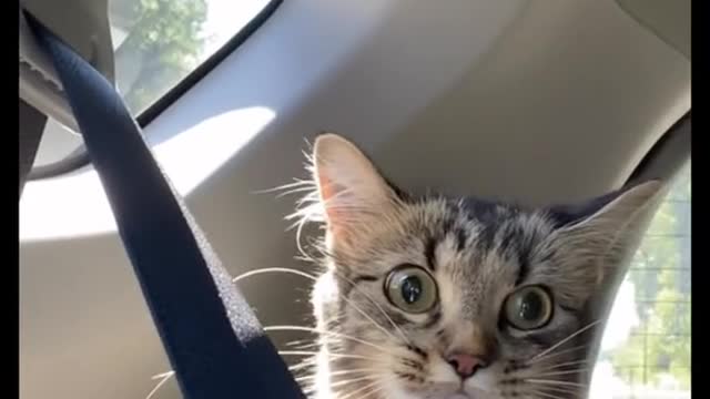 she’s a happy kitty #catsoftiktok #cat #cute #kitten #carrides #viral #fyp #meow