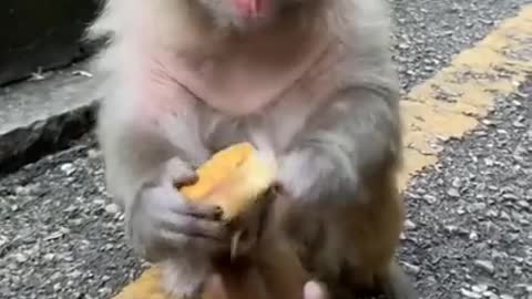 🐒 Cute Baby🙉 Monkey🐵 #30