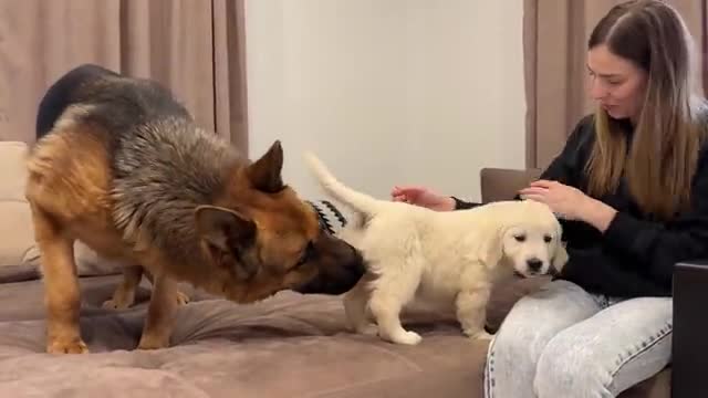 German Shepherd Meets Golden Retriever Puppy for the First Time