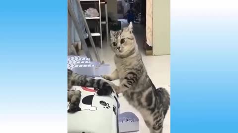 Top Funny Cat Videos Of The Weekly - Try Not To Laugh