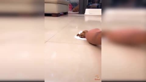 funny vibes
