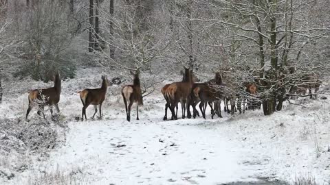 deer herd