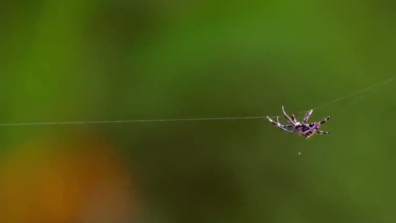 Beautifull animal . HD video