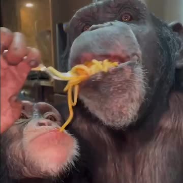 Lady and the tramp real life scene 😍