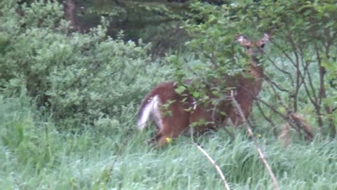 White-tailed deer