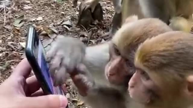 Monkey amd his baby watch mobile ph and eatting milk ,# Rumble