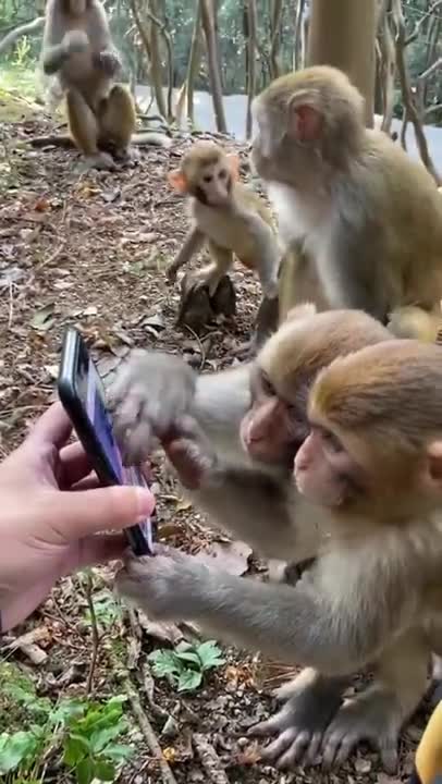 Monkey amd his baby watch mobile ph and eatting milk ,# Rumble