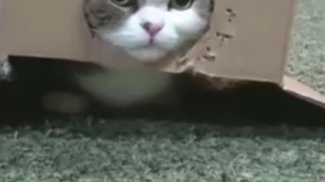 FUNNY CAT VIDEO