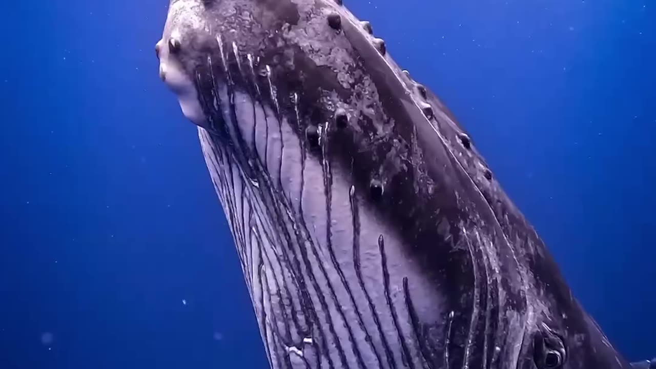 Big Whale 2