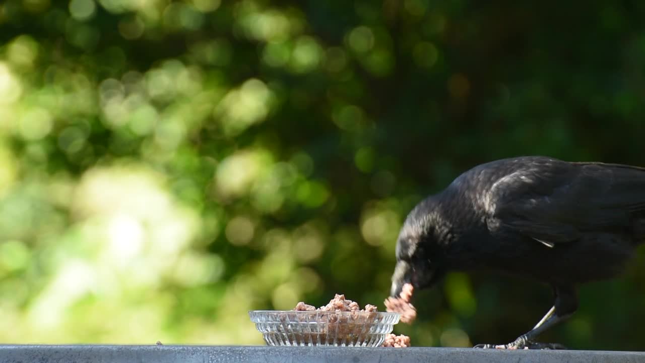 Crow did not believe he found much to eat