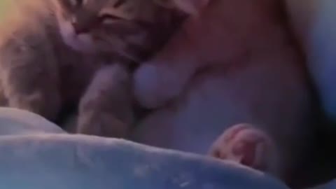 Two cute cat sleeping on the bed