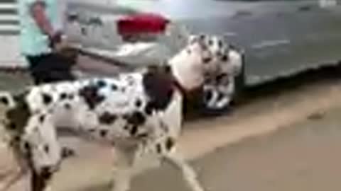 GREAT DANE GIGANTIC LOOK VERA LEVEL