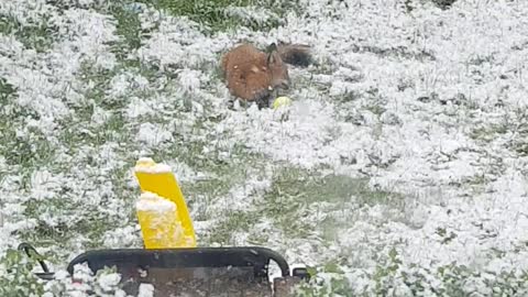 Sweet Fox Plays in the Snow