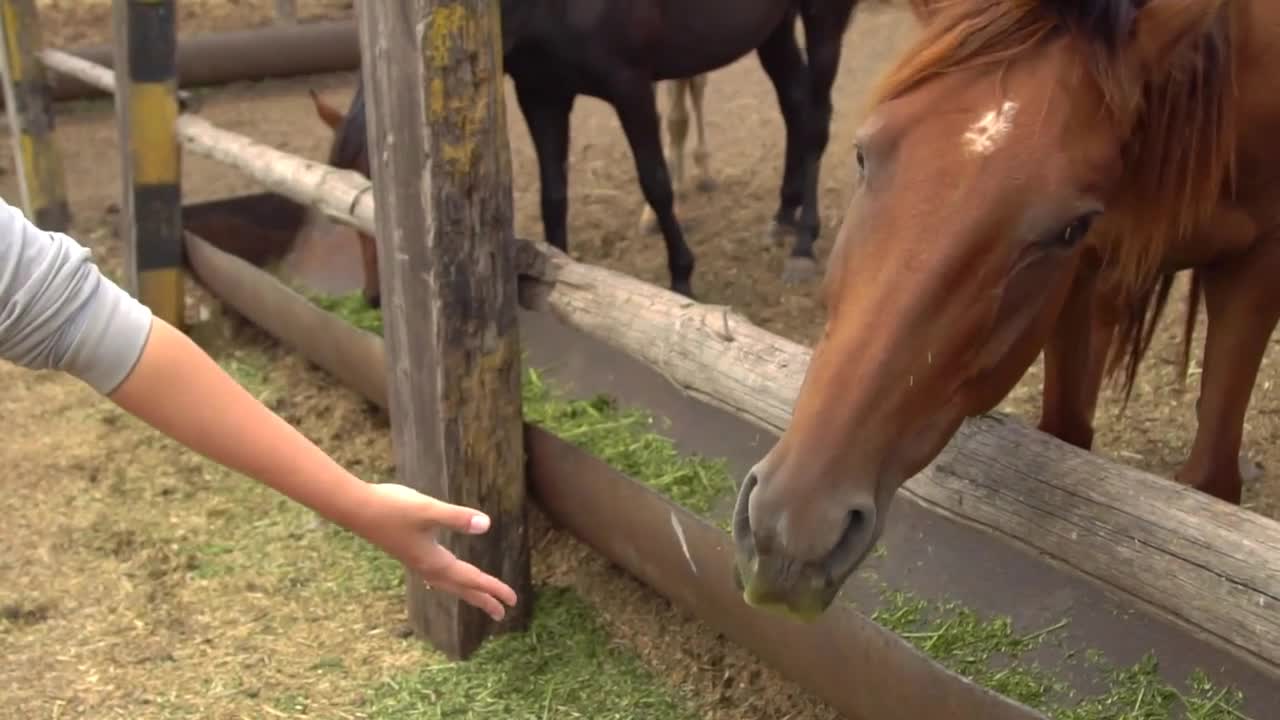 Close up on horse eating from woman hand