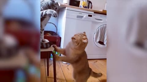 Cute Dogs And Cats That Will Make You Laugh Funny Animal Videos