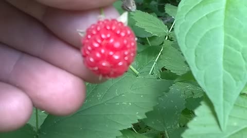 Raspberries