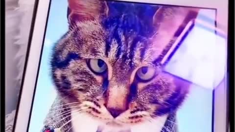 Funny pets