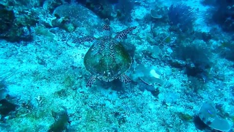 Amazing Underwater World - Pemandangan Dunia bawah laut