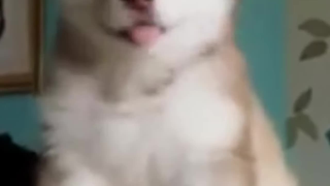 Cute animal funny videos