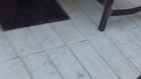 pig walks in a cafe