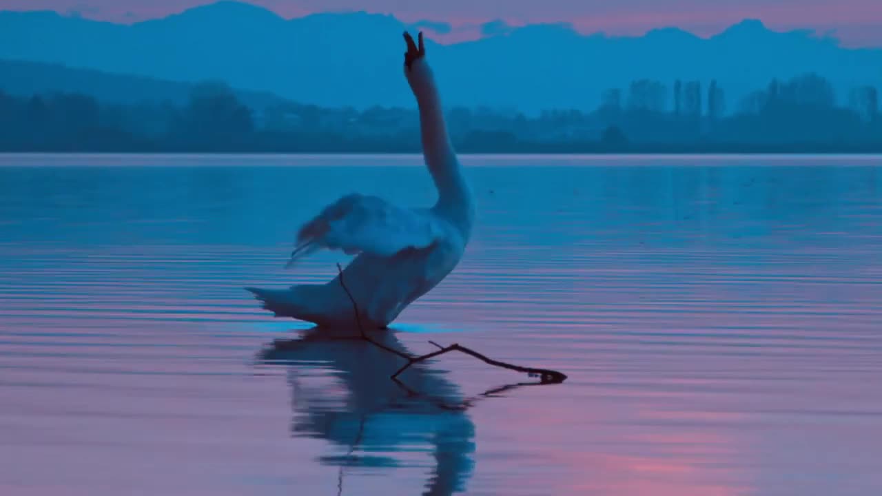 THE MOST BEAUTIFUL SWAN |NATURE BACKGROUND #NATURE #BACKGROUND NATURE BACKGROUND