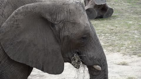 Cute elephant 🐘 in the ground.