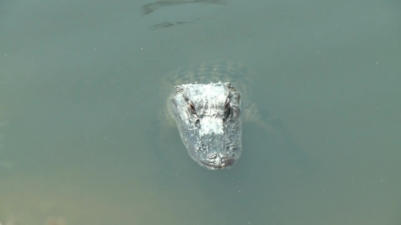 Alligator Floating