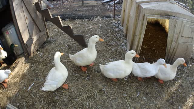 Ducks Want to Have Fun