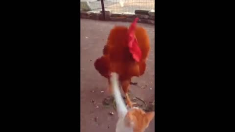 Cat is fighting with hen #funny #shorts #cat #hen