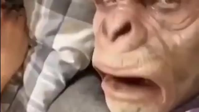 SLEEPING MONKEY PRANK