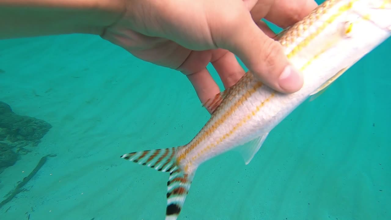 Snorkeling in Hawaii (Waimea Bay, Oahu)