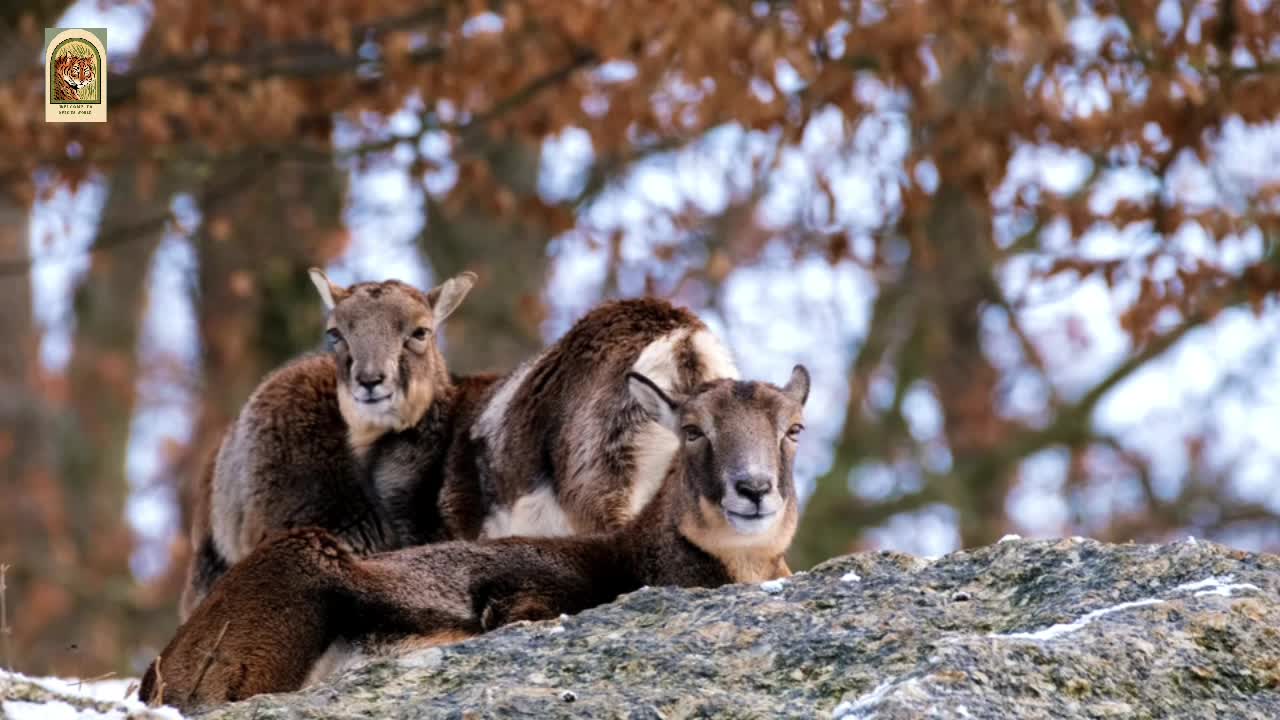 Most Beautiful Sheep (4k) Amazing Animal