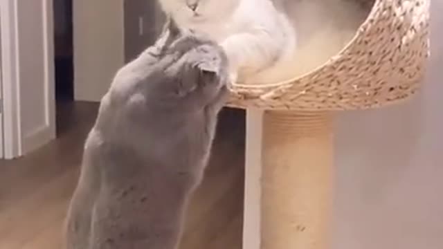 Sweet Kitten funny moments 😻#Shorts