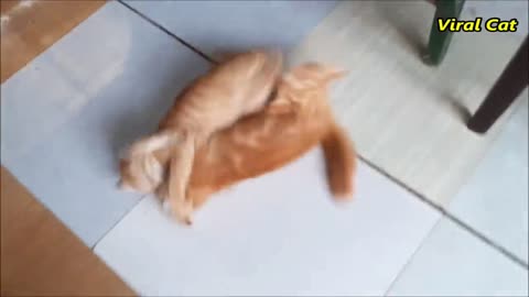 Cats🐈 fighting and meowing- These Two are Bloody Brothers funny animals videos 🤣