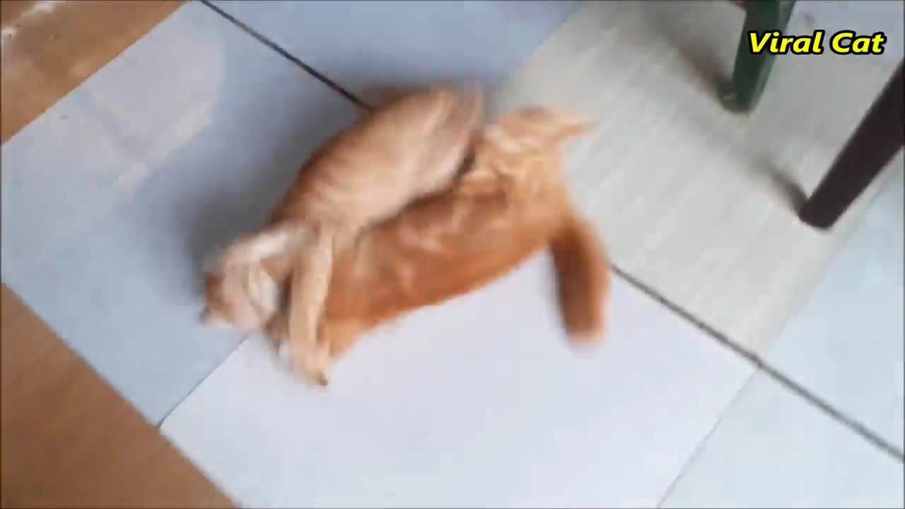 Cats🐈 fighting and meowing- These Two are Bloody Brothers funny animals videos 🤣