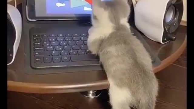 This Adorable Cute Puff Ball Kitten Watching Tom and Jerry Show Like a Kid