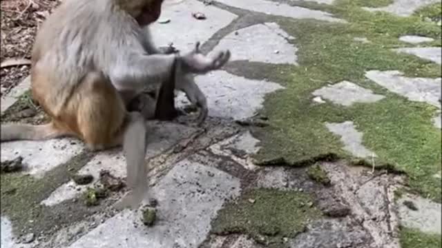 Amazing Monkey Live In The Forest That We Should Be Care