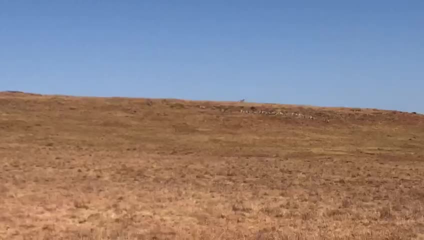 [Scouting for Game] large mixed herd spotted