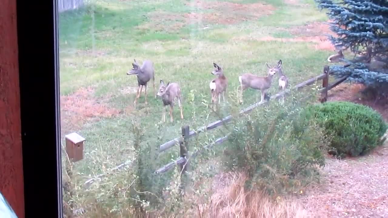 Neighbors, Montana Style