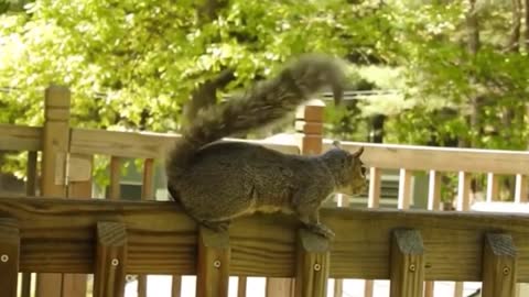 Squirrel Tail